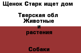 Щенок Старк ищет дом - Тверская обл. Животные и растения » Собаки   